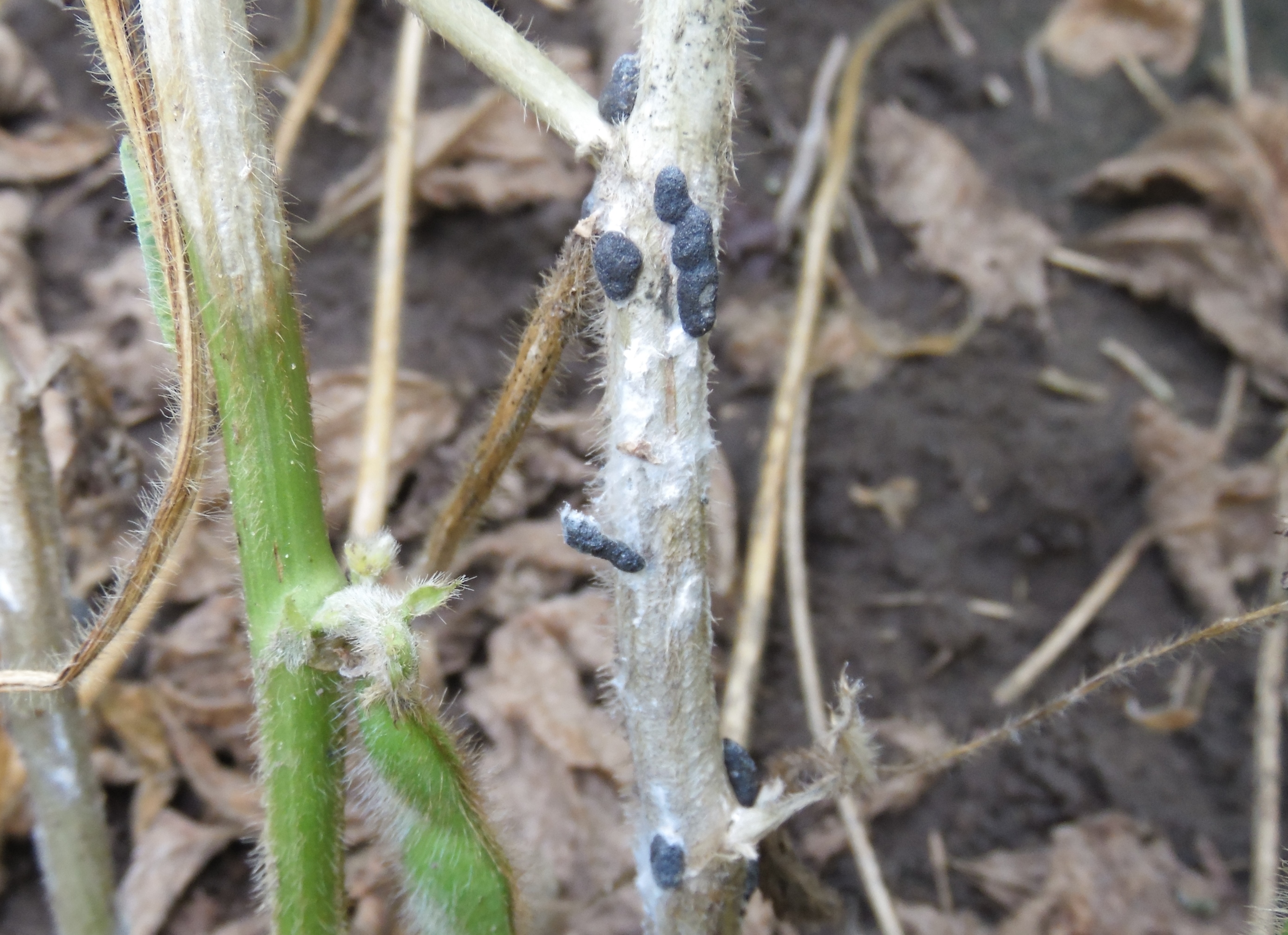 White mold sclerotia on soybean stem.